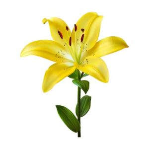 وکتور گل و بوته