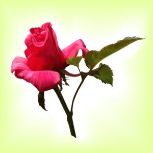 وکتور گل جدید